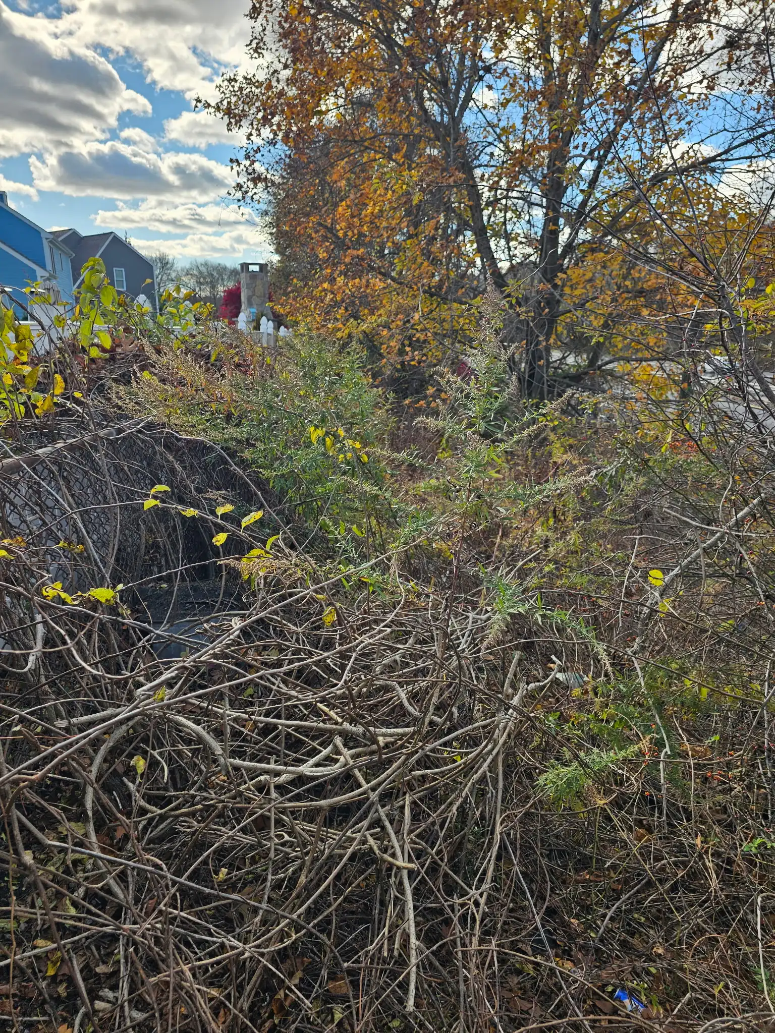 Overgrown yard before clearout in South Coast Massachusetts